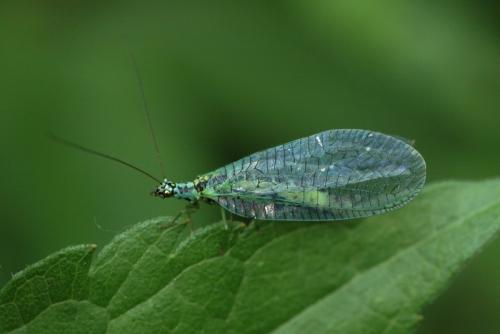 Réf. 19 337 : Chrysopa perla
