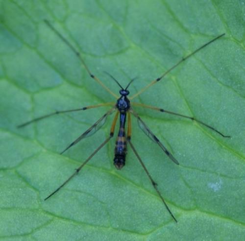 Ptychoptera contaminata