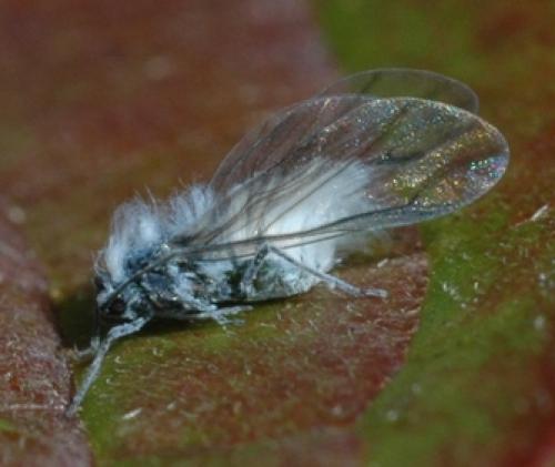 Réf. 19 475 : Phyllaphis fagi
