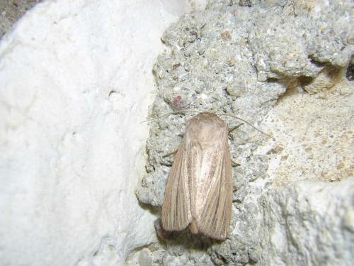 Réf. 19 725 : Mythimna pudorina