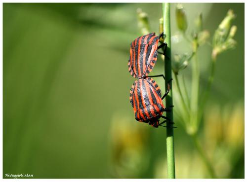 Graphosoma italicum