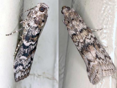 Dioryctria sylvestrella