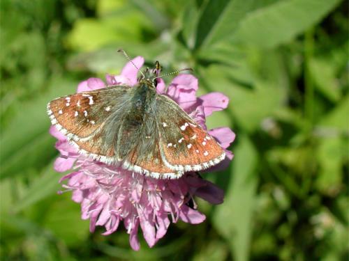 Réf. 19 573 : Pyrgus sp.