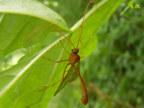 Ophion sp.