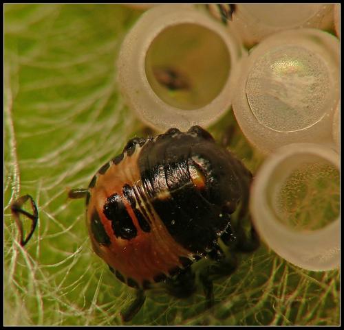 Palomena prasina