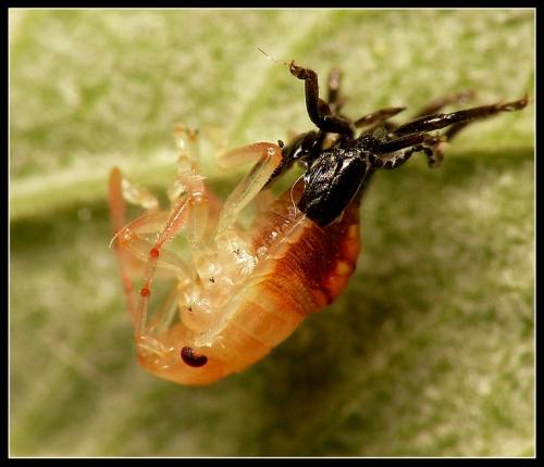 Palomena prasina