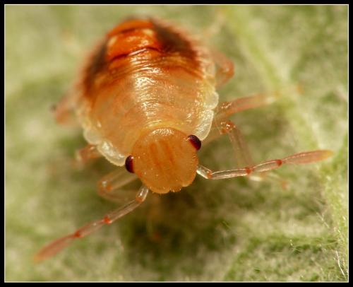 Palomena prasina