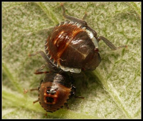 Palomena prasina