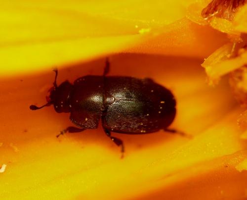 Meligethes sp.