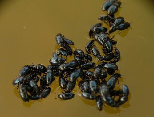Meligethes sp.