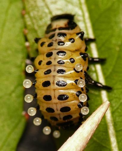 Réf. 19 580 : Chrysomela populi