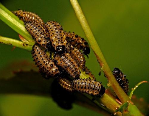 Réf. 19 579 : Chrysomela populi