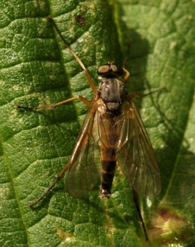 Réf. 19 468 : Rhagio sp.