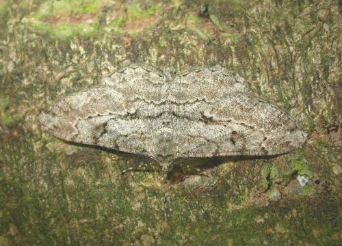 Peribatodes rhomboidaria