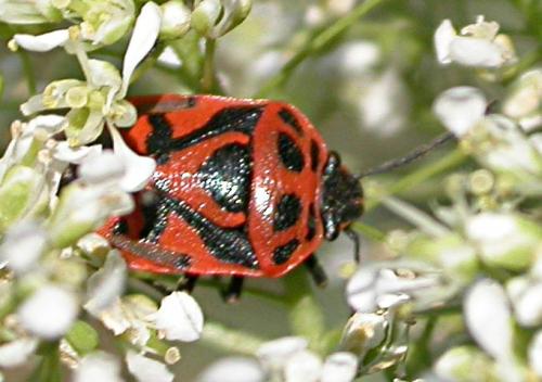Eurydema ornata