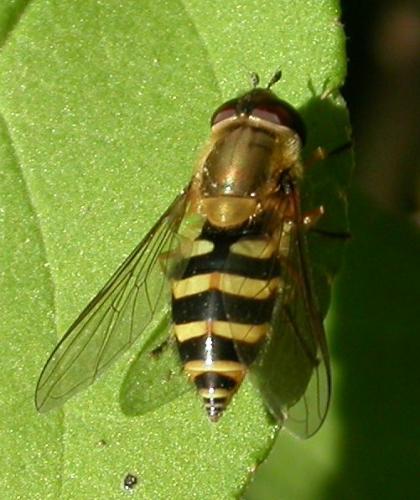 Syrphus sp.
