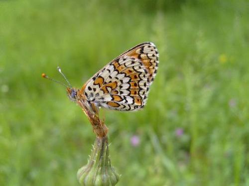 Melitaea cinxia