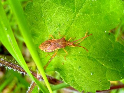 Gonocerus acuteangulatus