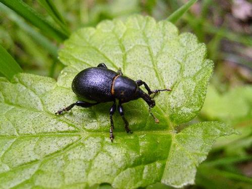 Liparus coronatus