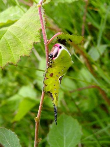 Cerura vinula