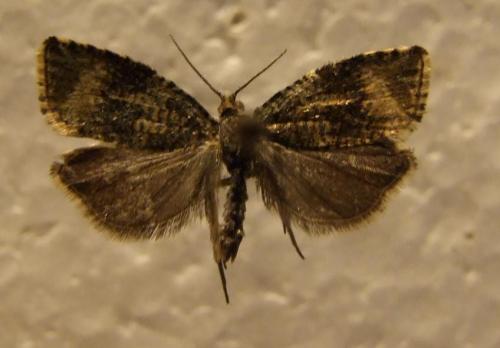 Réf. 19 004 : Celypha lacunana