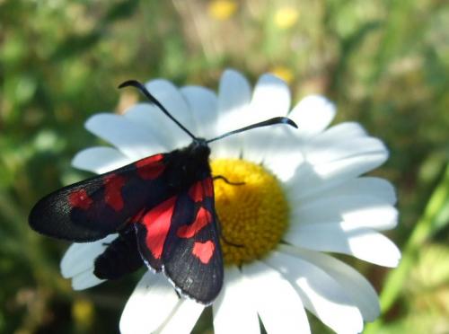 Zygaena sp.