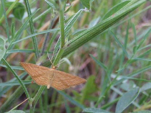 Réf. 19 619 : Idaea ochrata
