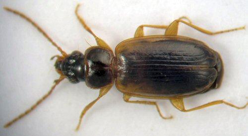 Trechus quadristriatus
