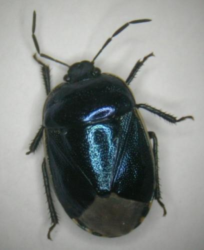 Réf. 19 846 : Canthophorus sp.