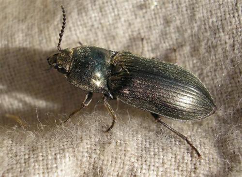 Selatosomus latus