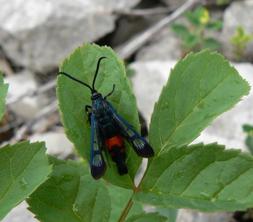 Réf. 19 482 : Synanthedon stomoxiformis