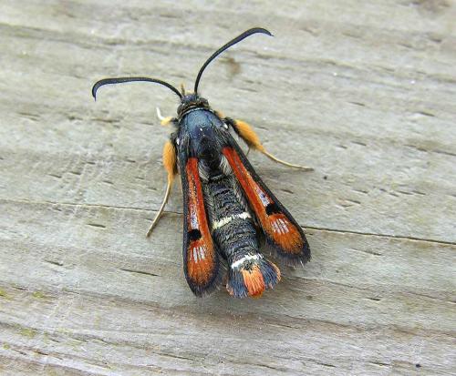 Réf. 19 662 : Pyropteron chrysidiformis