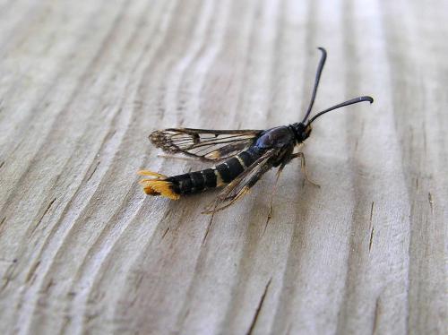Synanthedon andrenaeformis