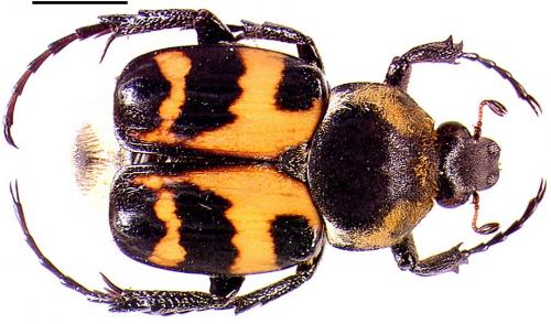 Trichius sexualis