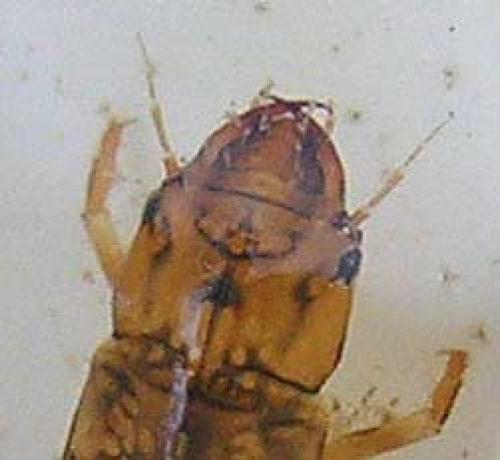 Sialis lutaria