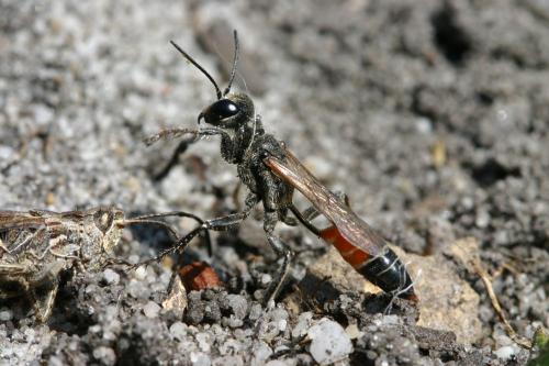 Prionyx kirbii