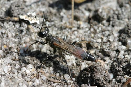 Prionyx kirbii
