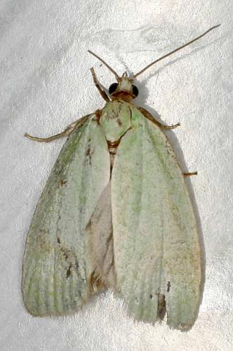 Réf. 19 523 : Tortrix viridana