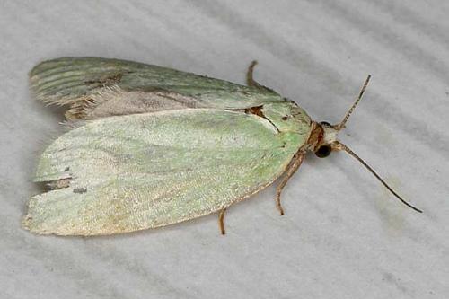 Réf. 19 522 : Tortrix viridana