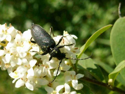 Réf. 19 281 : Stictoleptura scutellata