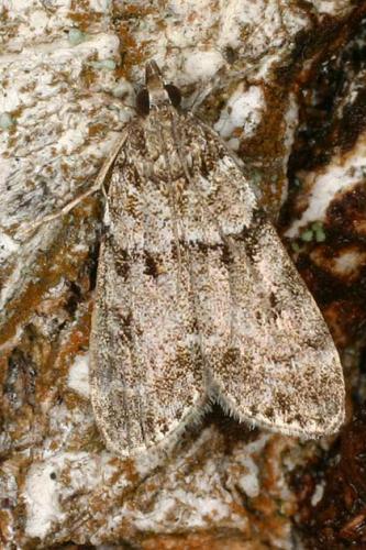 Eudonia mercurella