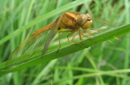 Crocothemis erythraea