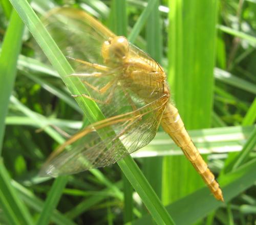 Crocothemis erythraea