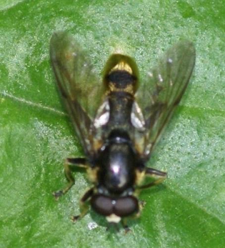 Réf. 19 203 : Xylota sylvarum