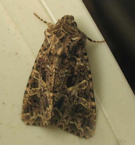 Hadena bicruris