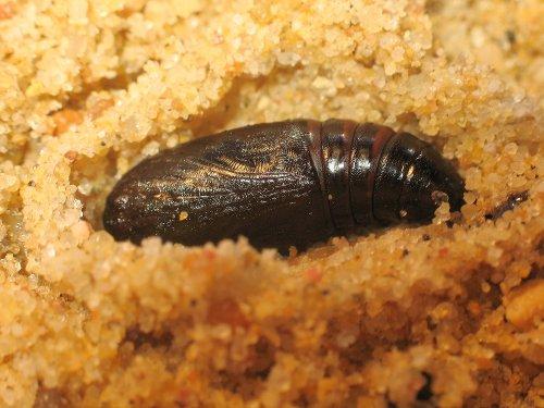 Lacanobia oleracea