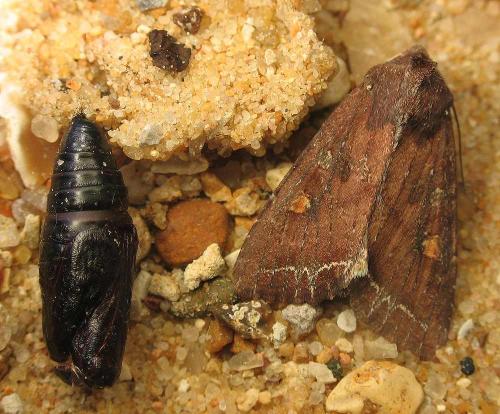 Réf. 19 162 : Lacanobia oleracea