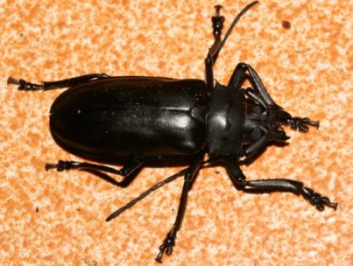 Rhaphipodus sp.