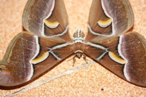 Samia sp.