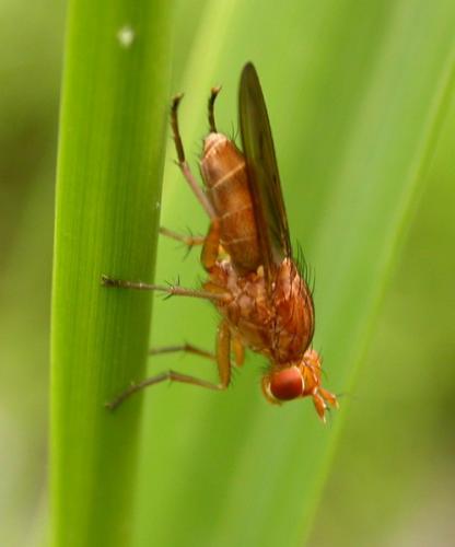 Tetanocera sp.